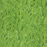 Grassy-Meadow_27-Grass